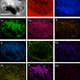 Inorganic compounds in the NWA 1172 meteorite exploited by M. sedula.